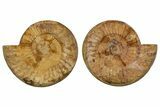 Cut & Polished Jurassic Ammonite (Perisphinctes) Fossil #344935-1